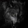 Darkwolves